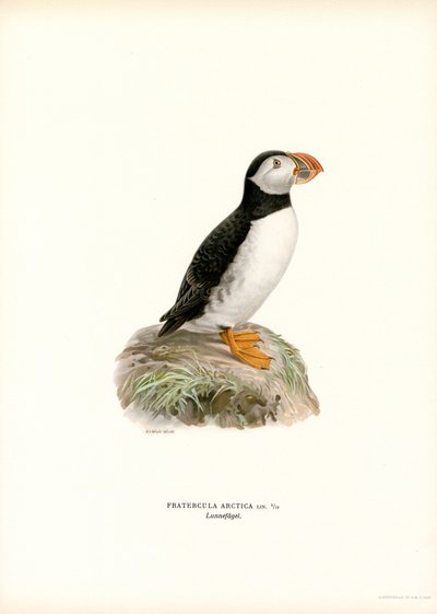 Atlantic Puffin by Magnus Ferdinand and Wilhelm von Wright