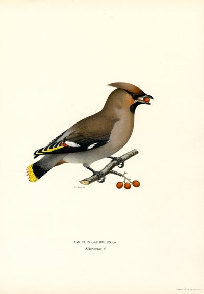 Bohemian Waxwing by Magnus Ferdinand and Wilhelm von Wright