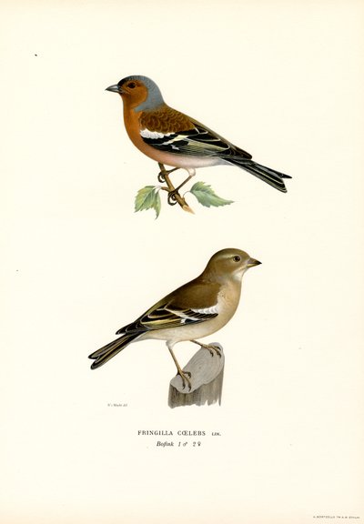 Common Chaffinch by Magnus Ferdinand and Wilhelm von Wright