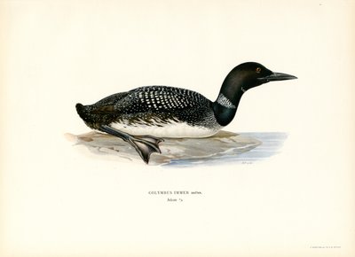 Common Loon by Magnus Ferdinand and Wilhelm von Wright