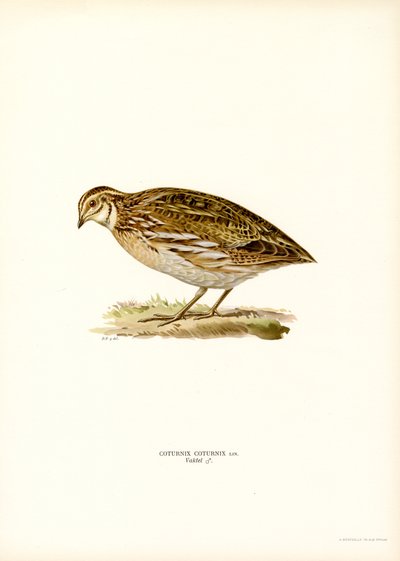 Common Quail by Magnus Ferdinand and Wilhelm von Wright