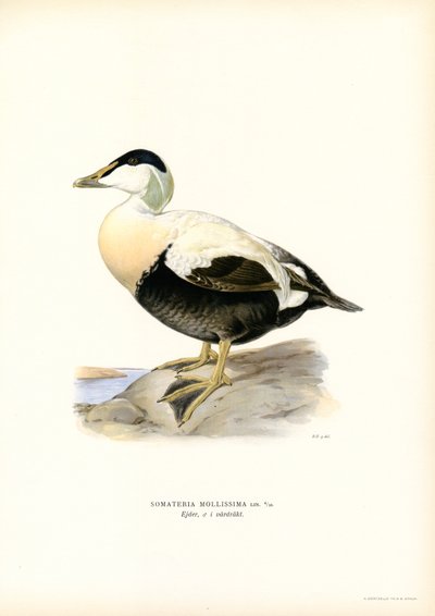 Eider Duck by Magnus Ferdinand and Wilhelm von Wright