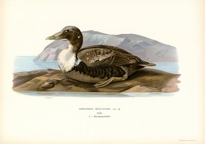 Eider Duck by Magnus Ferdinand and Wilhelm von Wright