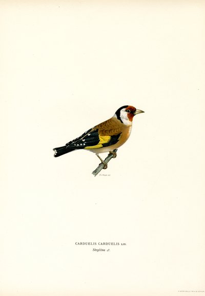 Goldfinch by Magnus Ferdinand and Wilhelm von Wright