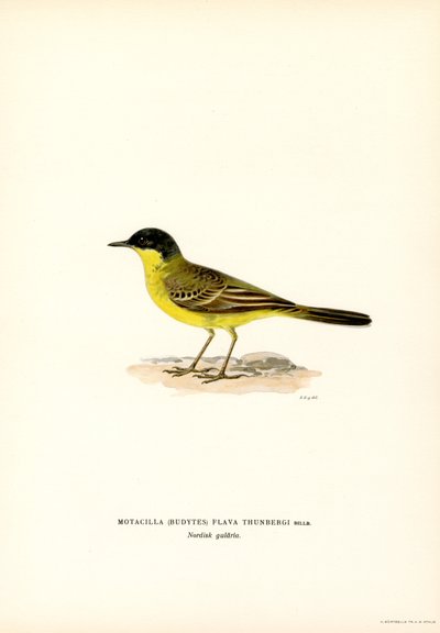 Grey-headed Wagtail by Magnus Ferdinand and Wilhelm von Wright
