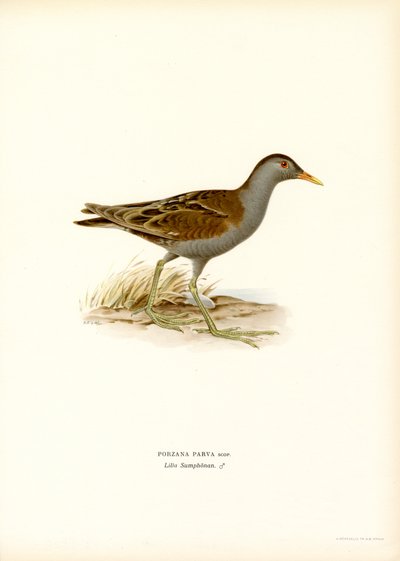 Little Crake by Magnus Ferdinand and Wilhelm von Wright