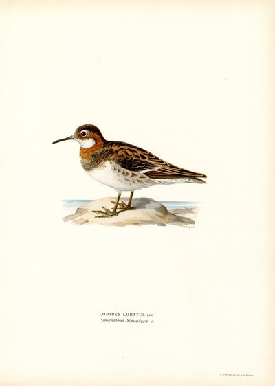 Red-necked Phalarope by Magnus Ferdinand and Wilhelm von Wright