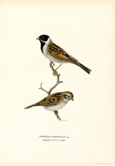 Reed Bunting by Magnus Ferdinand and Wilhelm von Wright