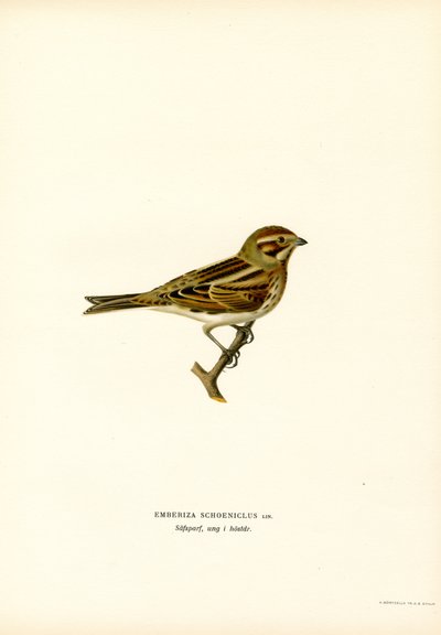 Reed Bunting by Magnus Ferdinand and Wilhelm von Wright