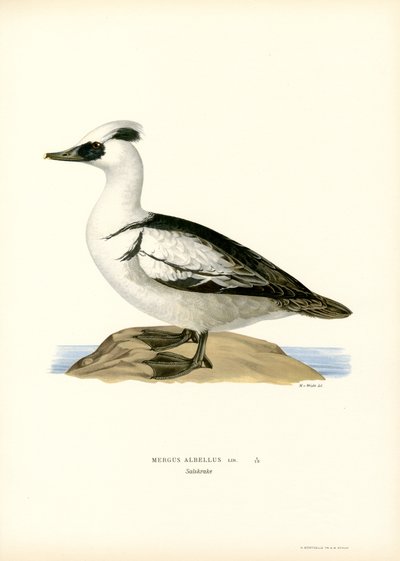 Smew by Magnus Ferdinand and Wilhelm von Wright