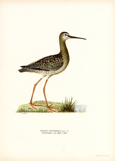 Spotted Redshank by Magnus Ferdinand and Wilhelm von Wright