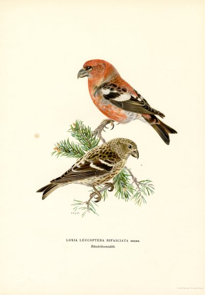 Two-barred Crossbill by Magnus Ferdinand and Wilhelm von Wright