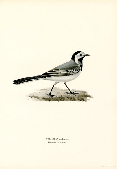 White Wagtail by Magnus Ferdinand and Wilhelm von Wright