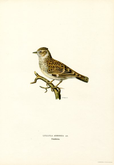Wood Lark by Magnus Ferdinand and Wilhelm von Wright