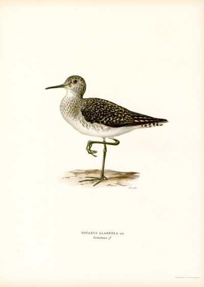 Wood Sandpiper by Magnus Ferdinand and Wilhelm von Wright