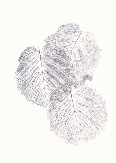 Minimalist Leaf Textures by Maira Ribena