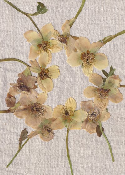 Pressed Flower Wreath by Maira Ribena