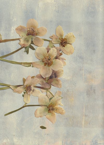 Soft Blue Pressed Blooms by Maira Ribena