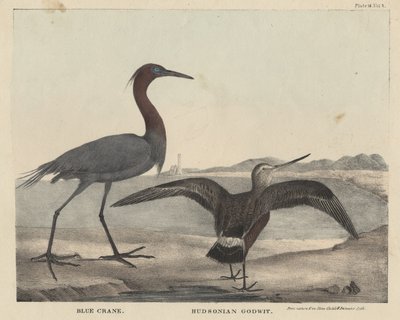 Blue Crane, Hudsonian Godwit, litho by Childs and Inman, from 