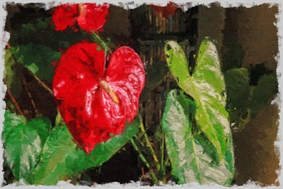 A Large, Red Heart-shaped Anthurium for Valentine
