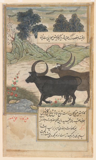 Two Blue Bulls and Two Hog Deer, from a Baburnama, c.1589 by Mansur (fl.c.1590 1630)