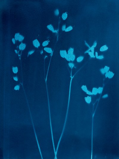 Little Flowers by Marco Campedelli