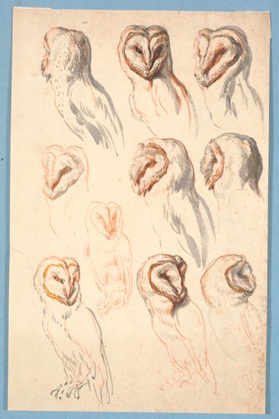 Ten Studies of an Owl by Marcus Tuscher
