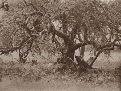 At Rest on a Bough by Marcuswell Maxwell