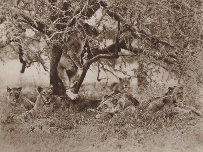 Do Lions Climb Trees? The Cameras Answer by Marcuswell Maxwell