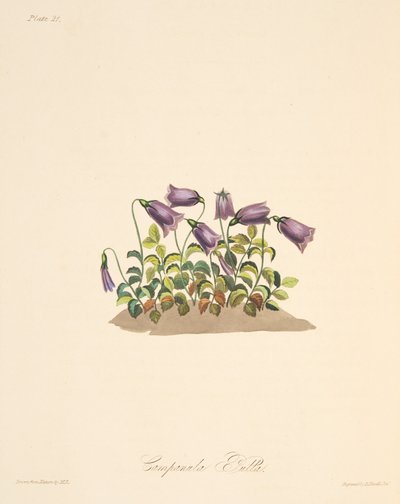 Russet Bell Flower, from Floral Illustrations of the Seasons, pub. 1829 by Margaret Roscoe