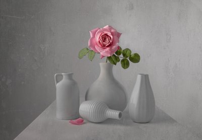 Delicate Pink Rose Still Life by Margareth Perfoncio