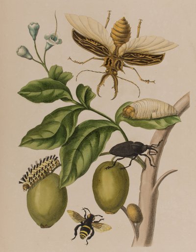 Illustration from 