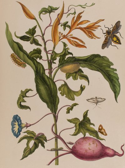 Illustration from 