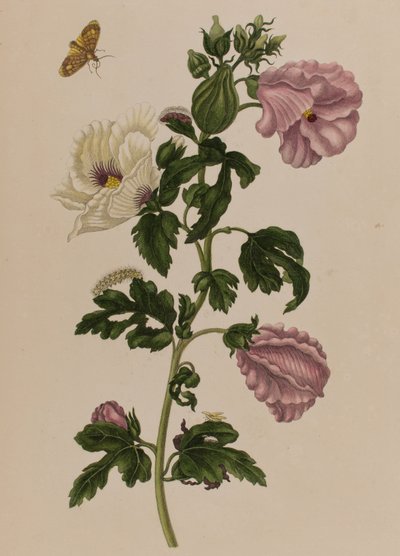 Illustration from 