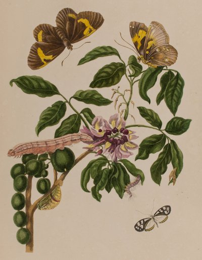 Illustration from 