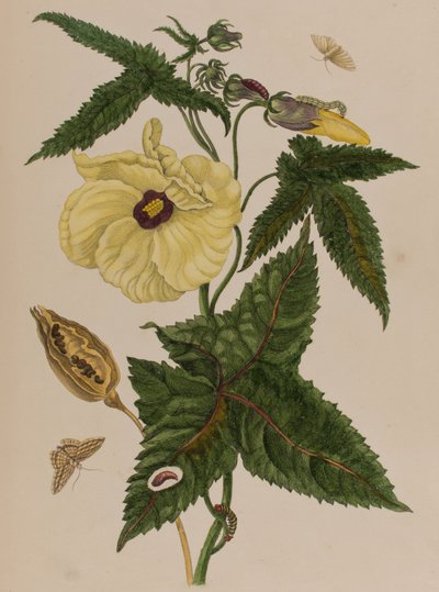 Illustration from 