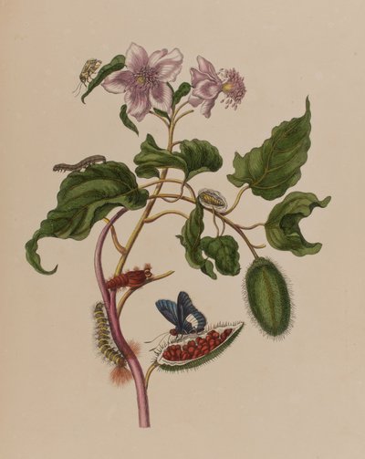 Illustration from 