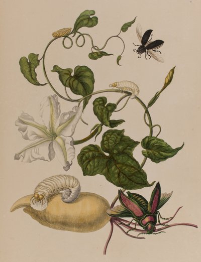 Illustration from 