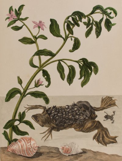 Illustration from 