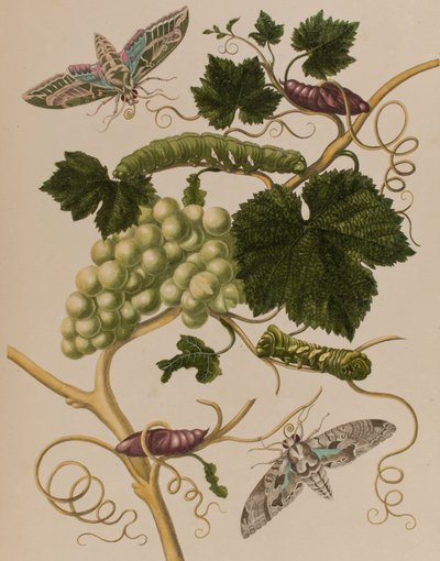 Illustration from 