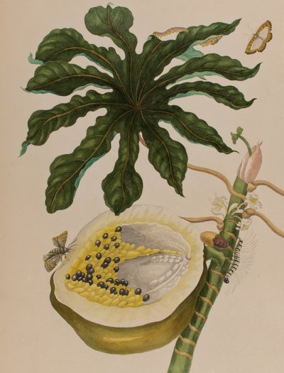 Illustration from 