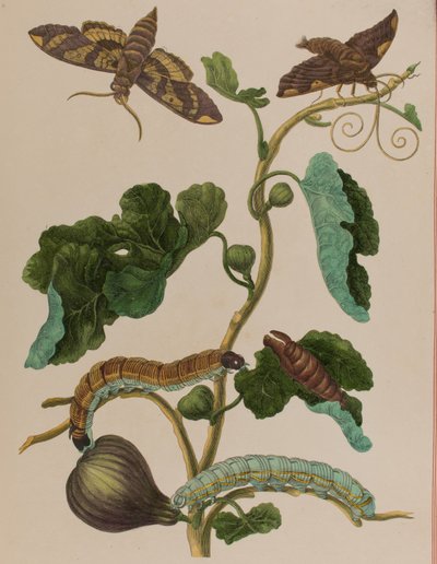 Illustration from 