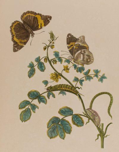 Illustration from 