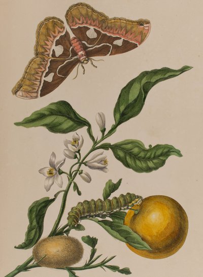 Illustration from 