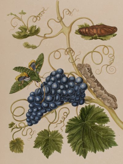 Illustration from 
