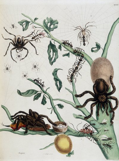 Black Spiders on Guava Feeding on Ants or Catching Colobritgens in Their Nest in Maria Sibylla Merian