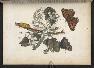 Butterflies, caterpillars and cocoon, from 