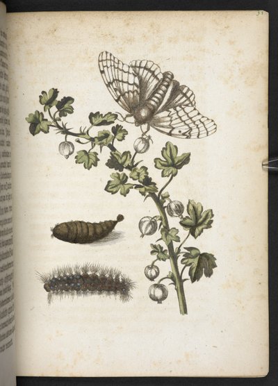 Caterpillar, cocoon and butterfly, from 