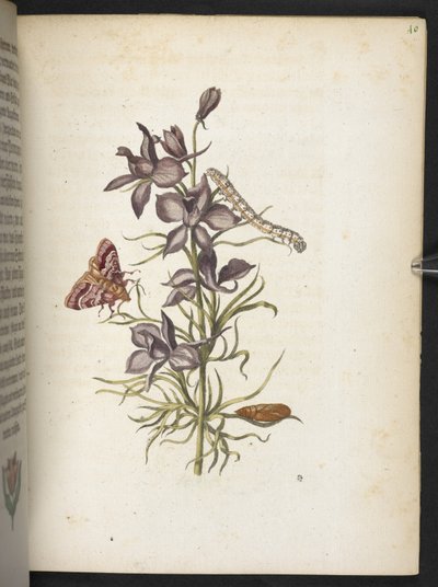 The Wonderful Transformation of Caterpillars and Their Strange Flower Food by Maria Sibylla Merian