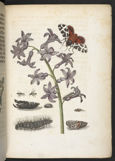 The Wonderful Transformation and Strange Flower-Food of Caterpillars by Maria Sibylla Merian